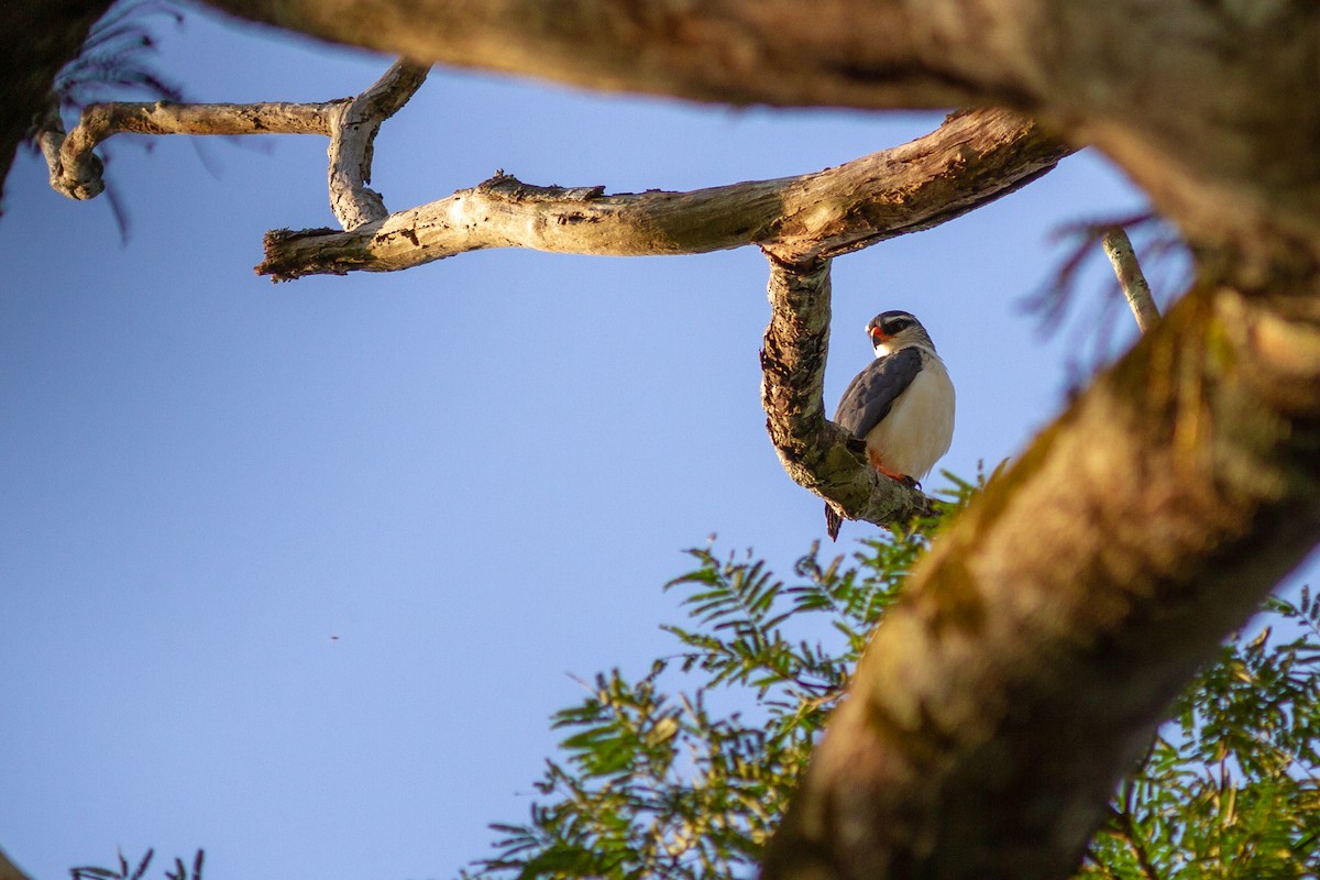 White-browed Hawk - ML547304571