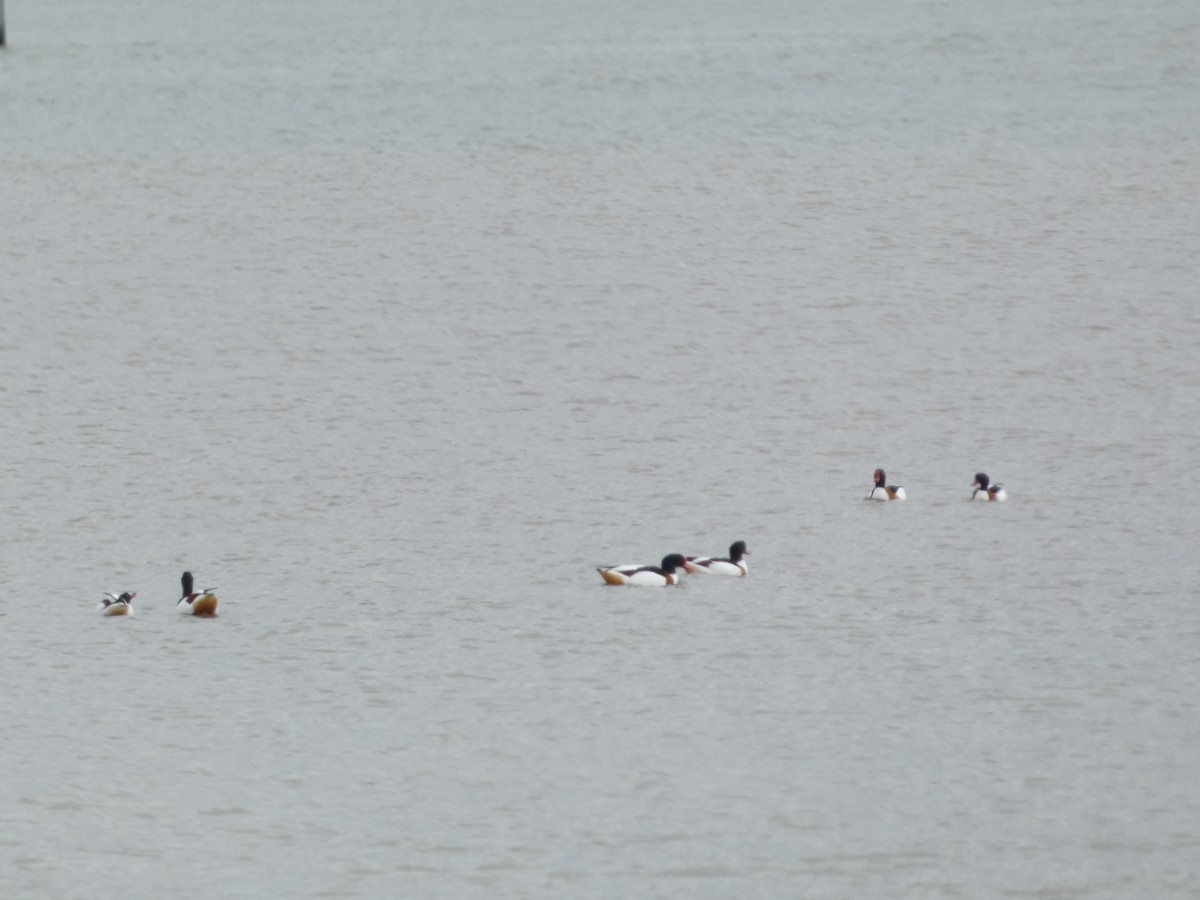 Common Shelduck - ML547305551