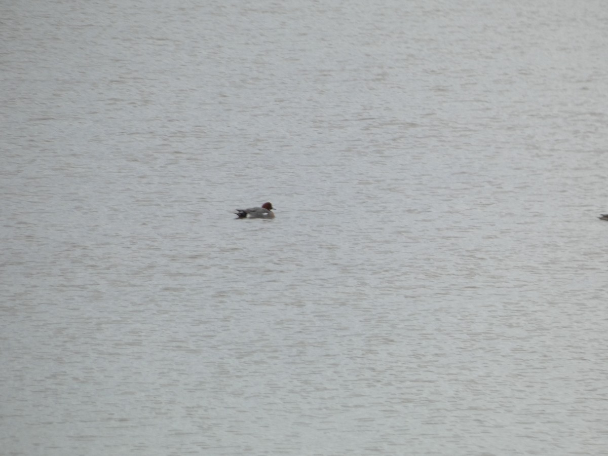 Eurasian Wigeon - ML547305621
