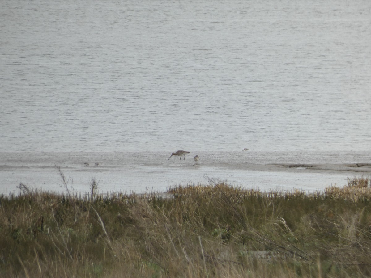 Eurasian Curlew - ML547305691