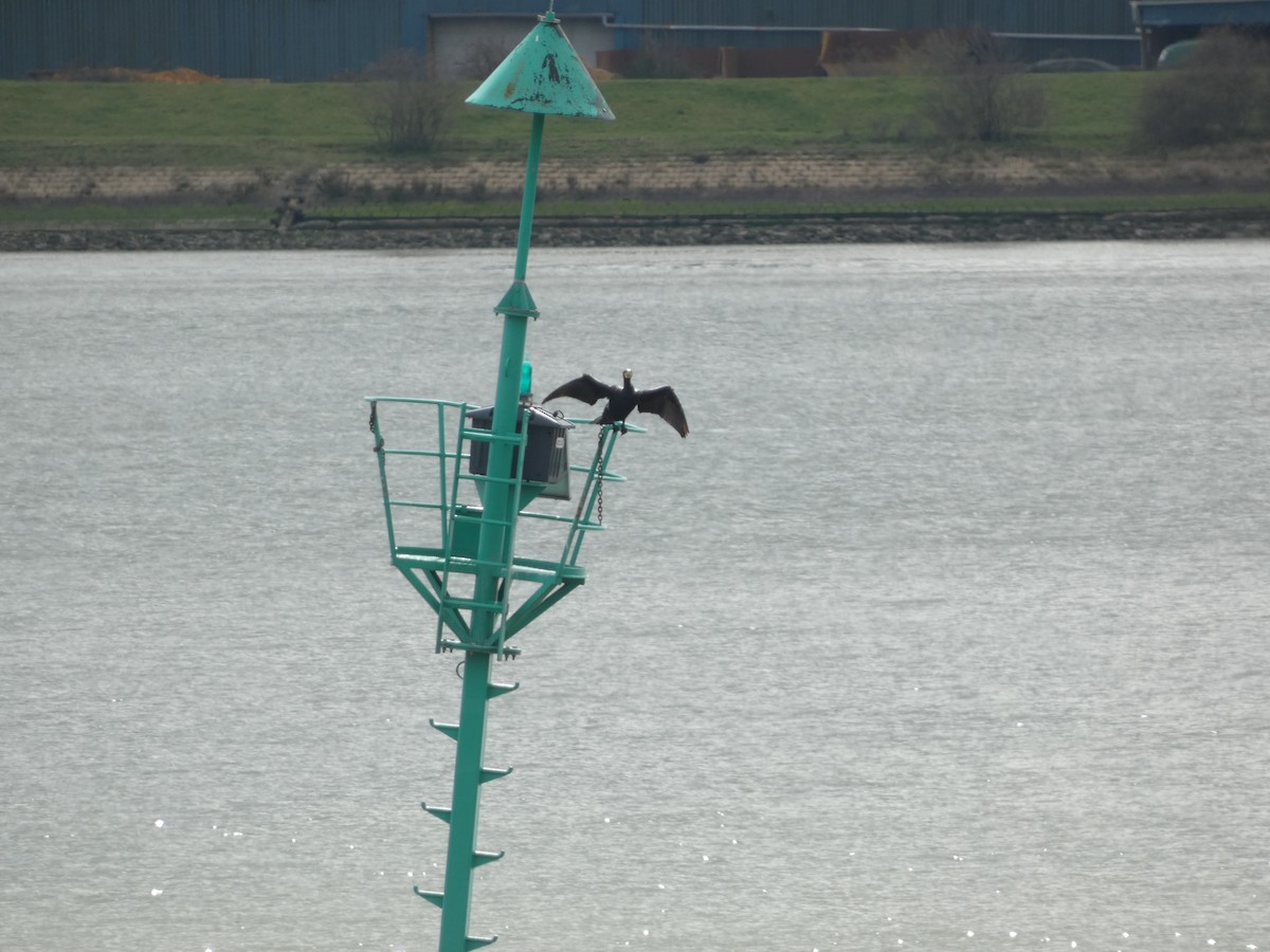 Great Cormorant - ML547305781