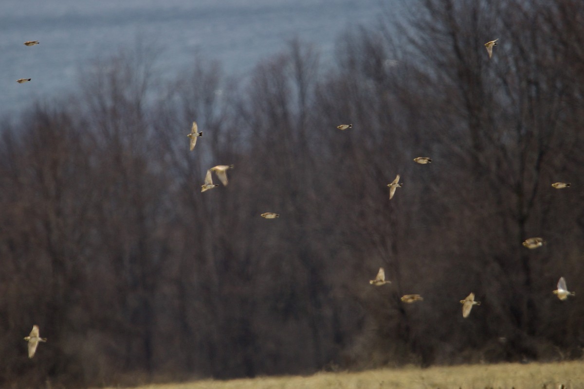 Horned Lark - ML547306211