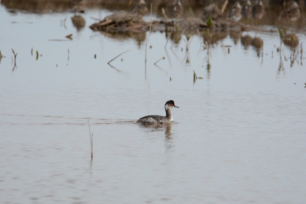 Eared Grebe - ML54730661