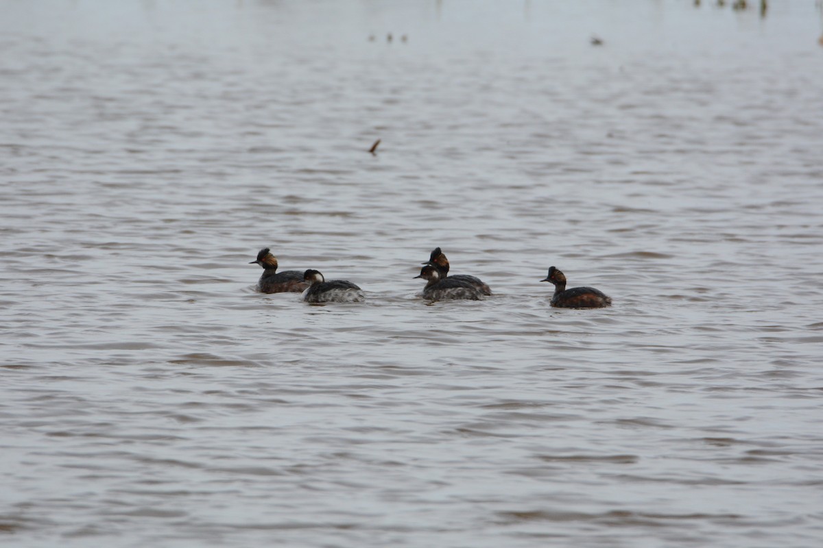 Eared Grebe - ML54730671