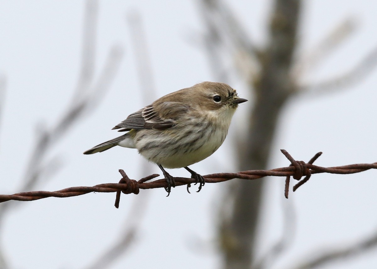 lesňáček žlutoskvrnný (ssp. coronata) - ML547306771