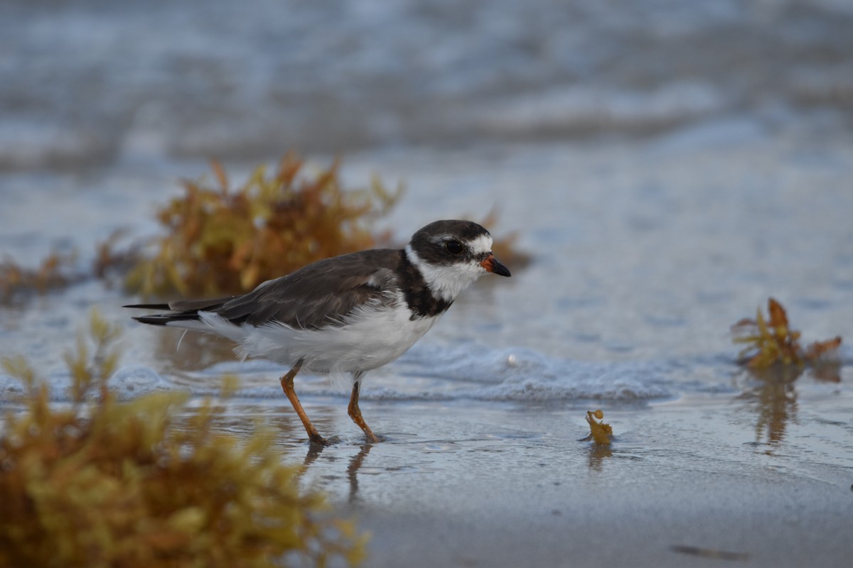 Semipalmated Plover - Jack Sullivan