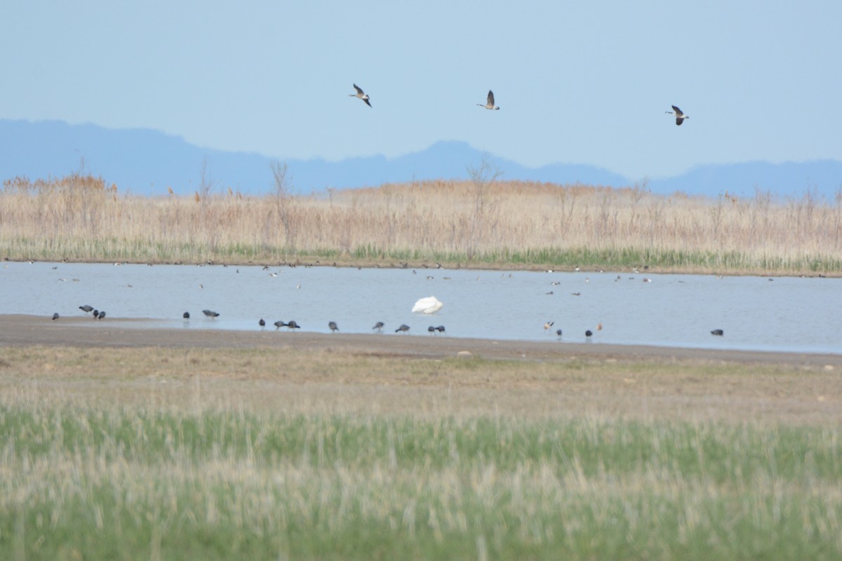 American White Pelican - ML54730861