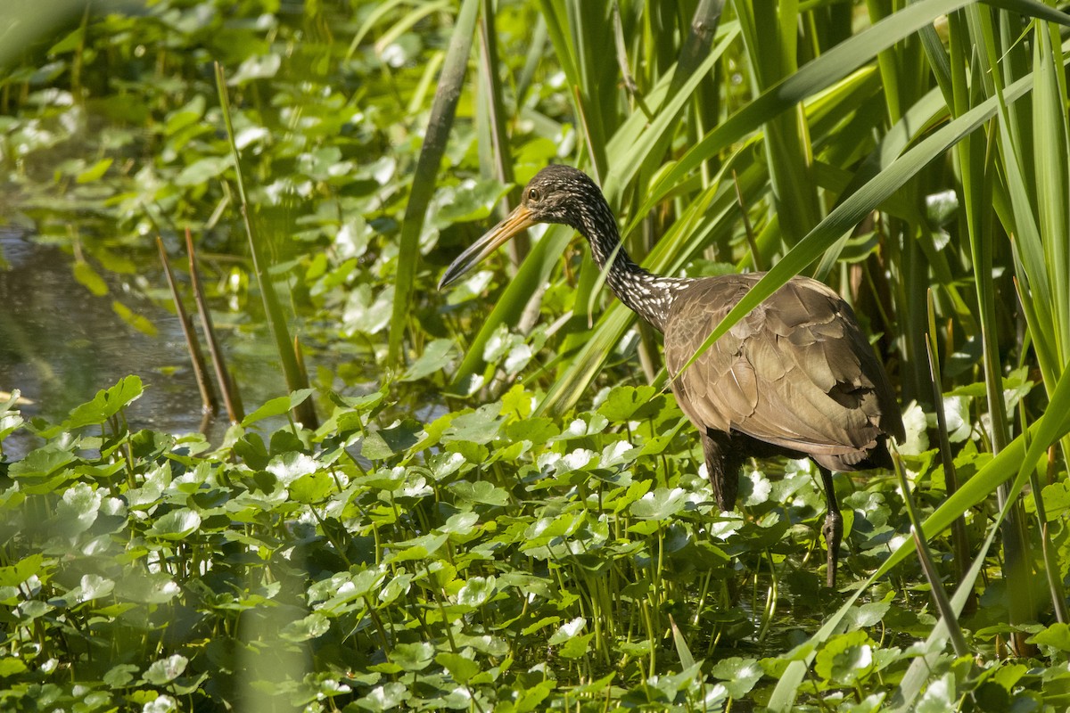 Limpkin - ML547309251