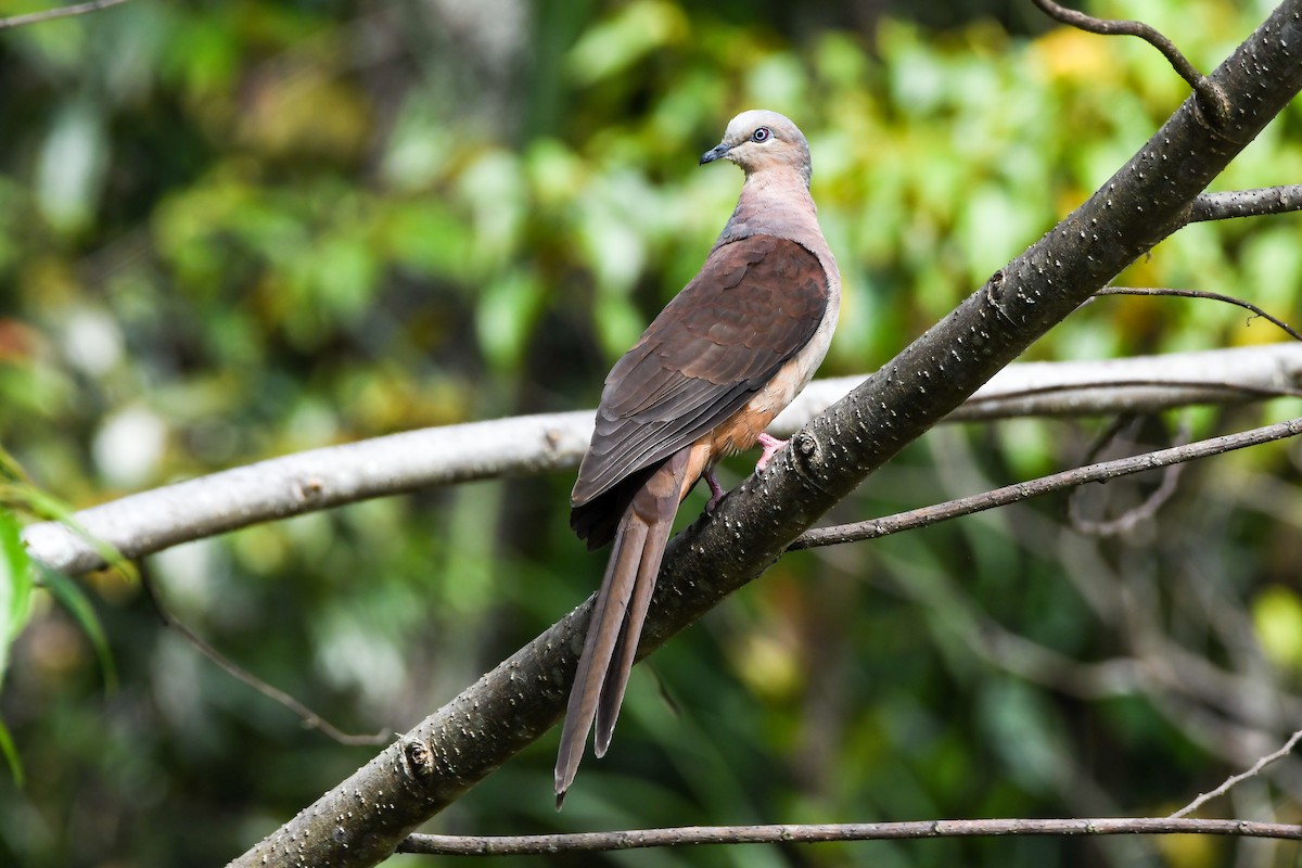 Амбонская кукушковая горлица - ML547309471