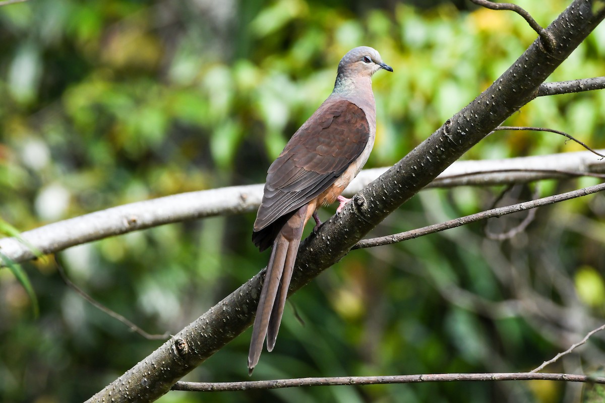 Amboyna Cuckoo-Dove - ML547309511