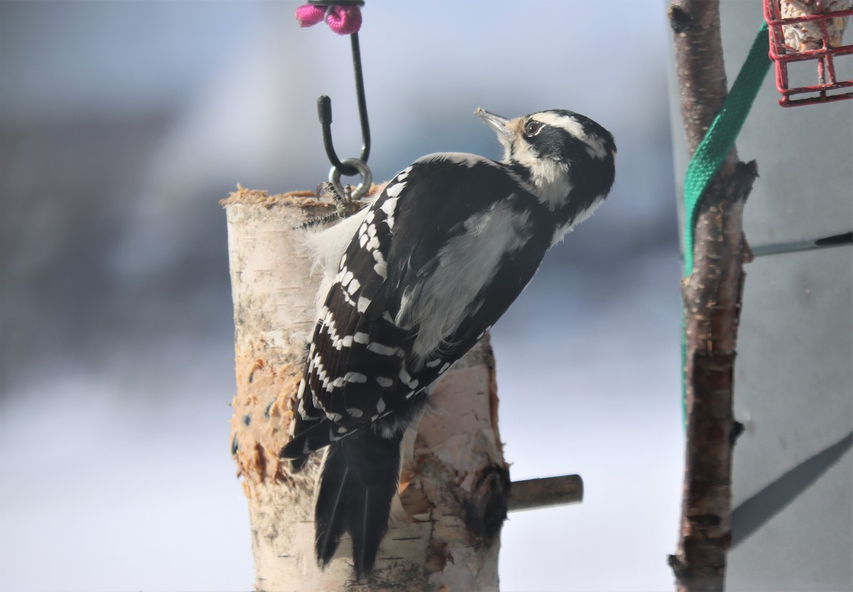 Hairy Woodpecker - Michel Marsan