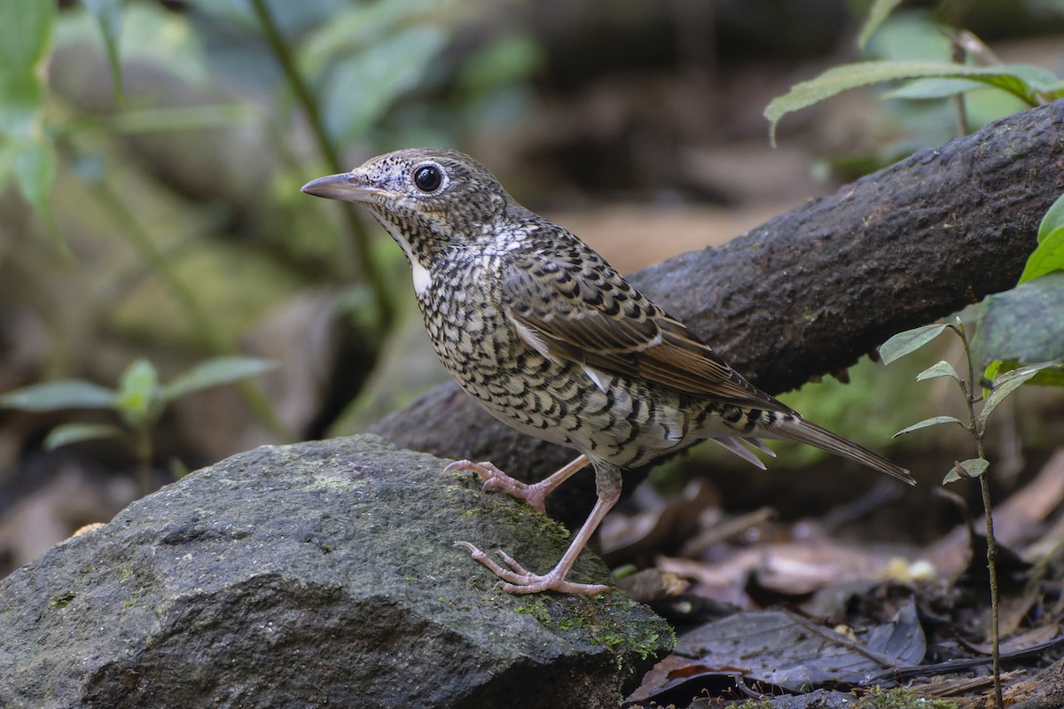 White-throated Rock-Thrush - ML547311951