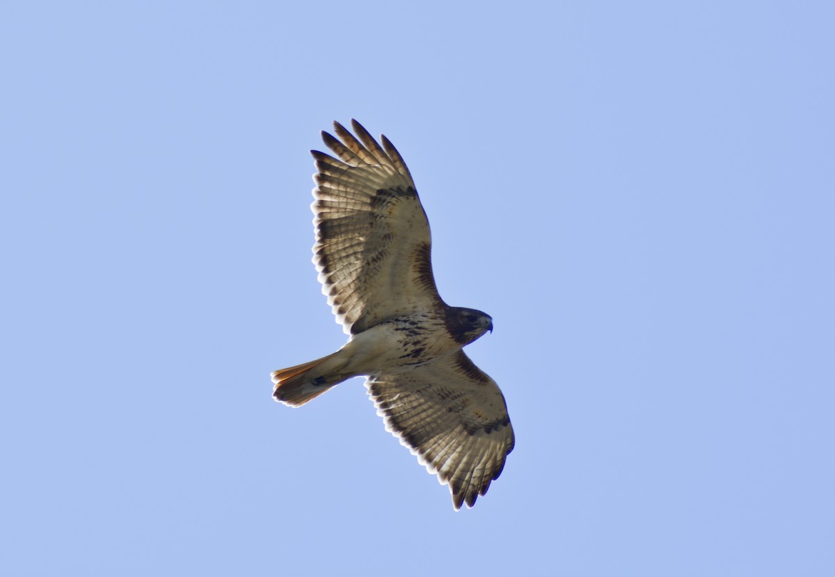 Red-tailed Hawk - ML547312221