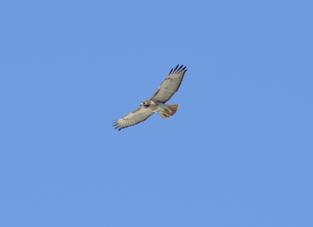 Red-tailed Hawk - ML547312301