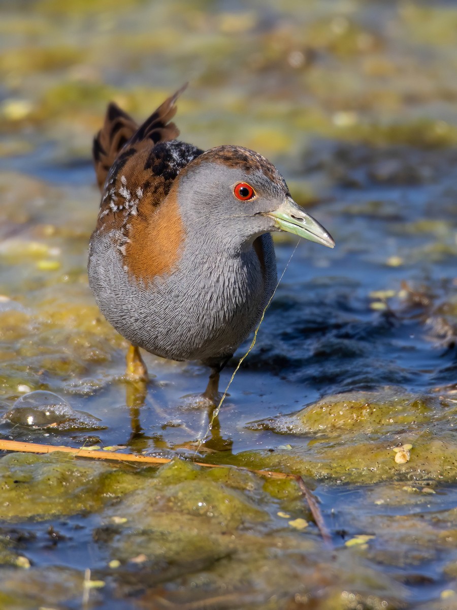 Baillon's Crake - ML547312541