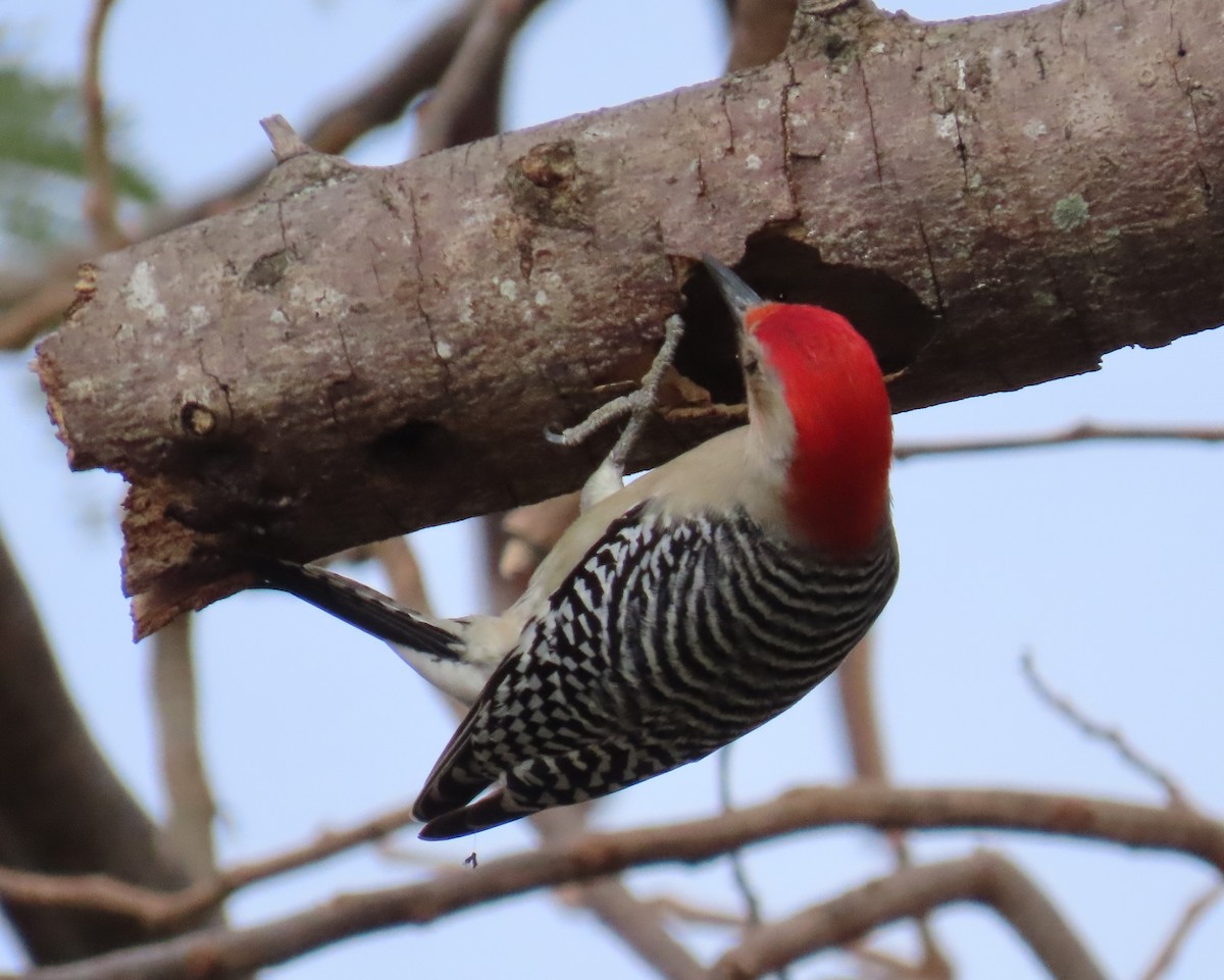 Red-bellied Woodpecker - ML547312951