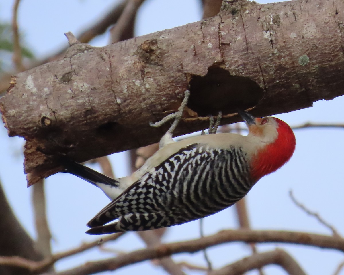 Red-bellied Woodpecker - ML547312961