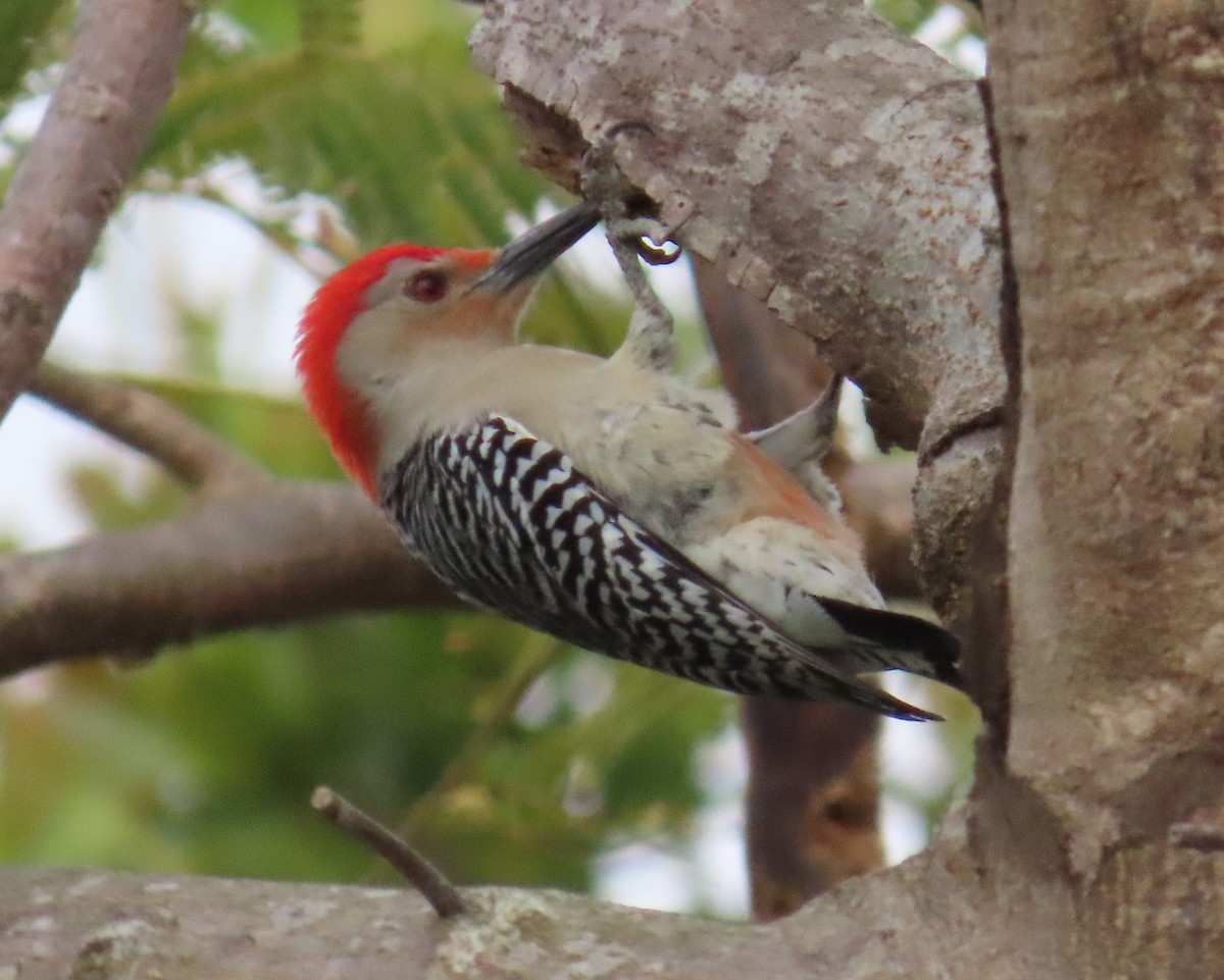 Red-bellied Woodpecker - ML547312971