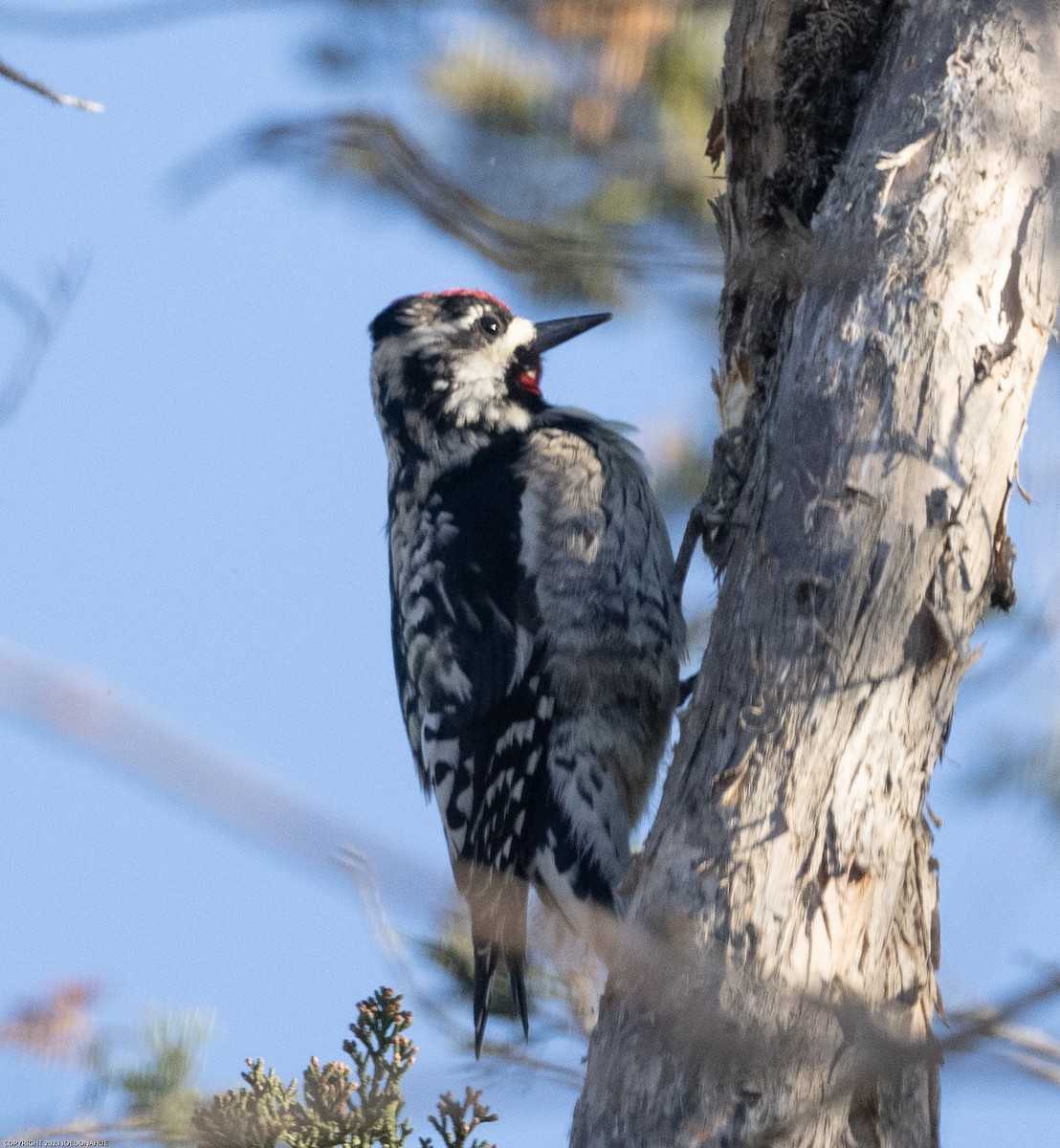 Yellow-bellied Sapsucker - ML547313261