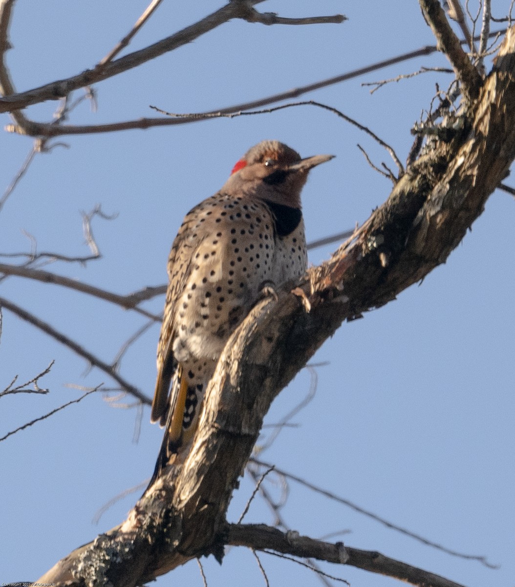 Northern Flicker - ML547313371