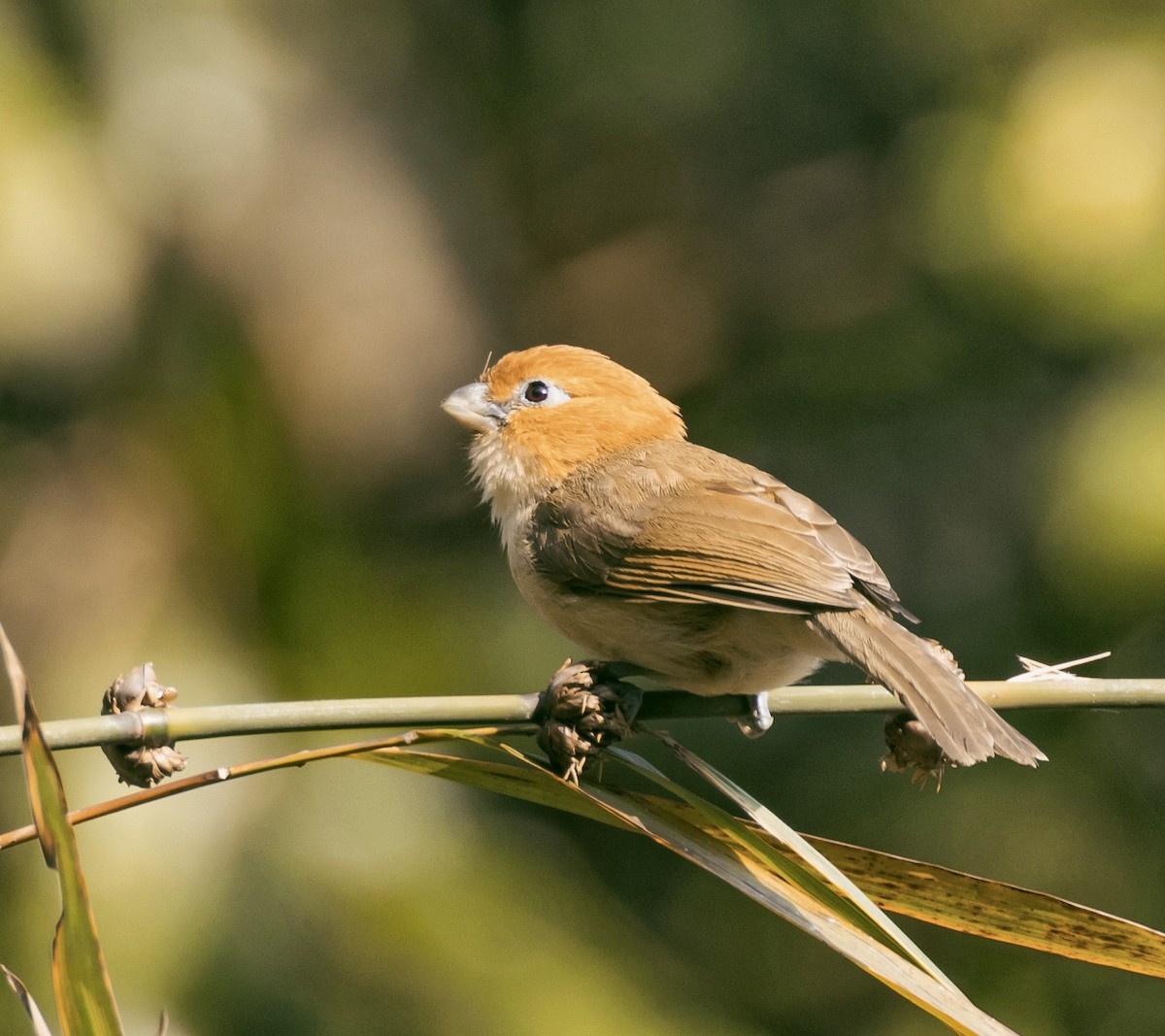 Rufous-headed Parrotbill - Harish Thangaraj