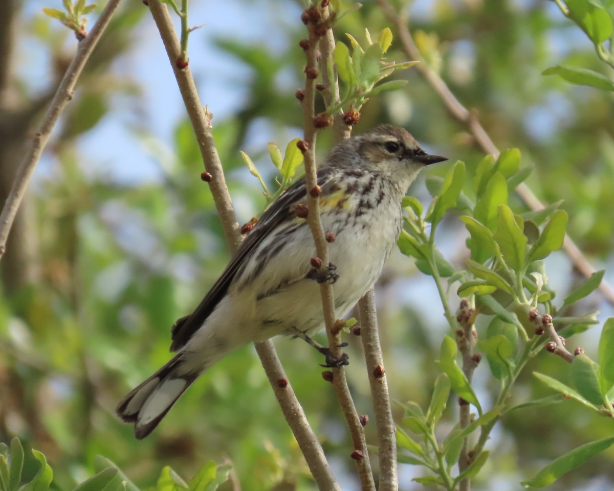 Yellow-rumped Warbler - ML547313731