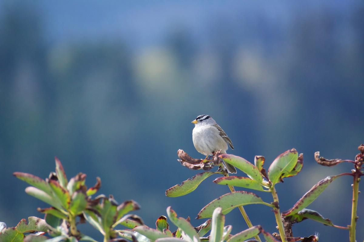 White-crowned Sparrow - ML54731441