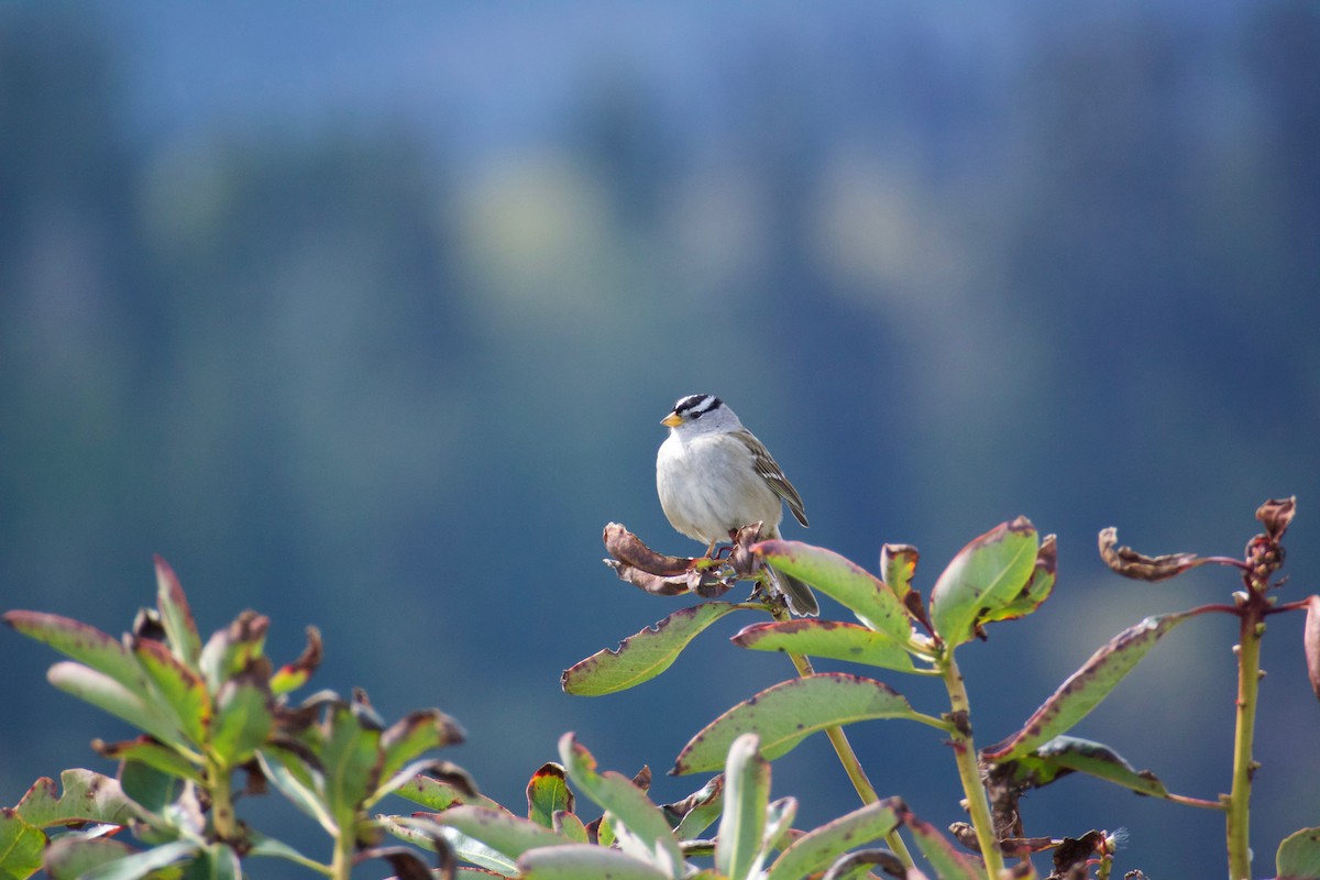 White-crowned Sparrow - ML54731451