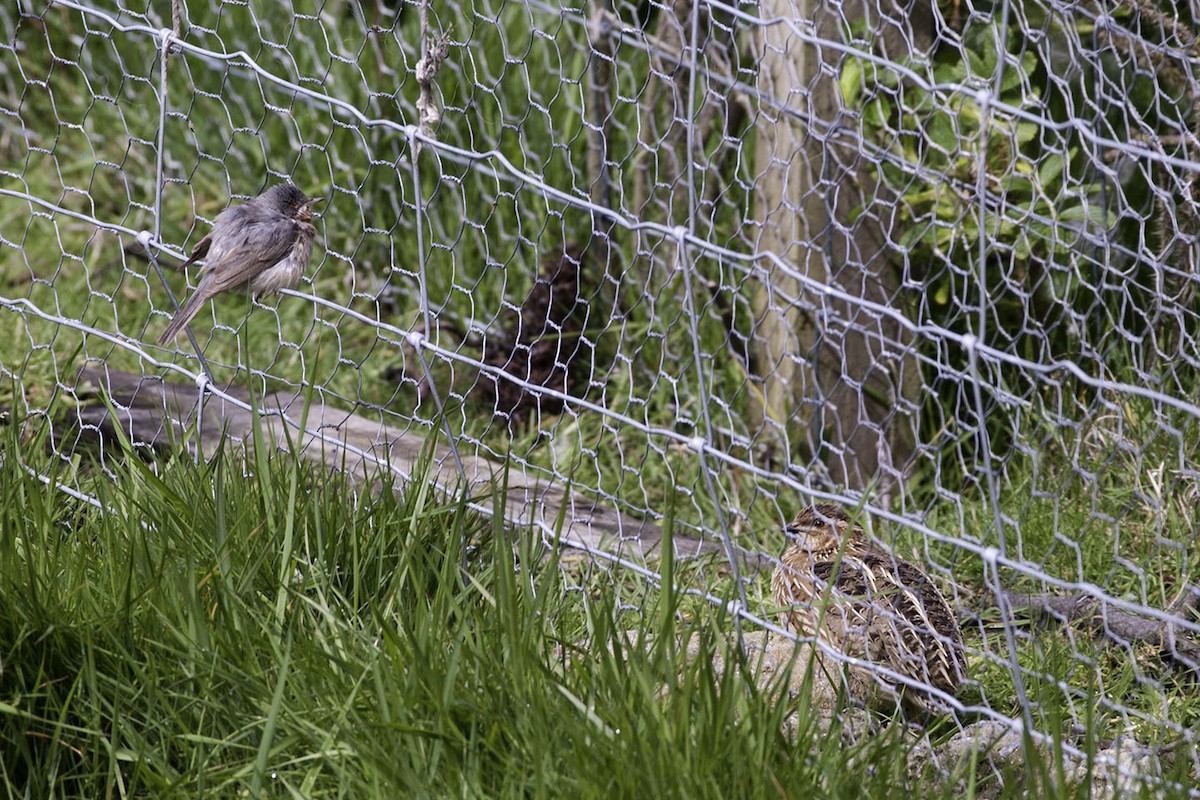 Western/Eastern Subalpine Warbler - ML54731491