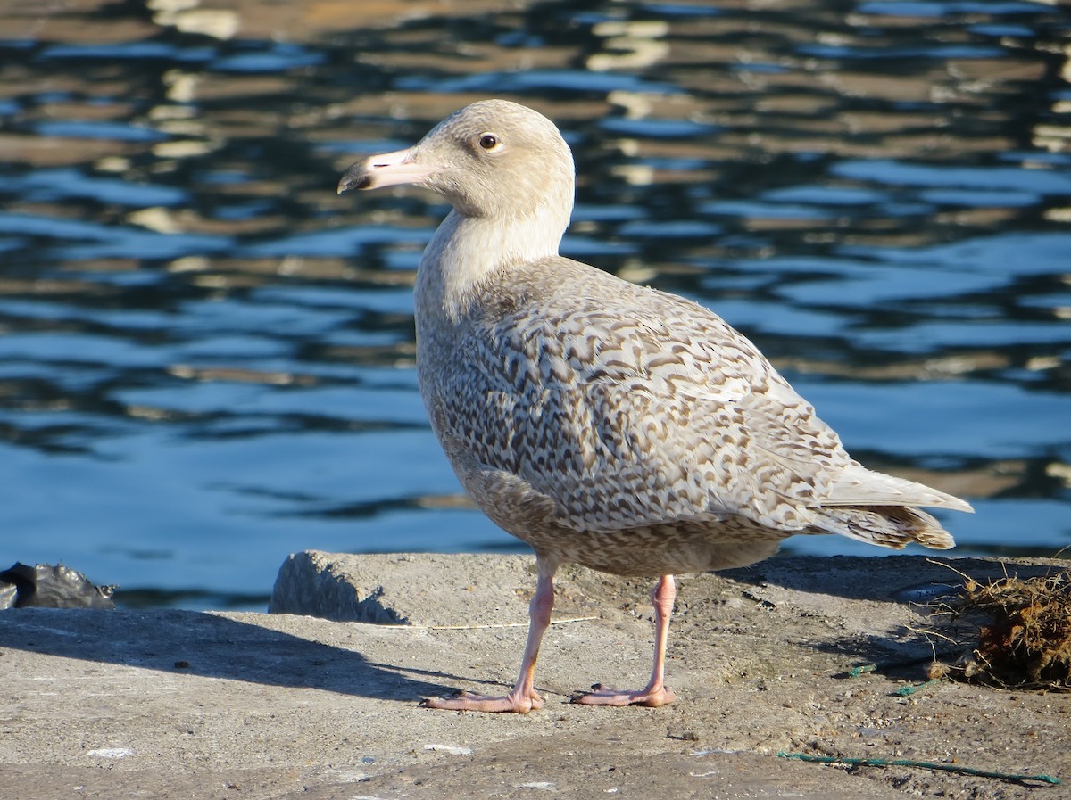 Glaucous Gull - ML547315371