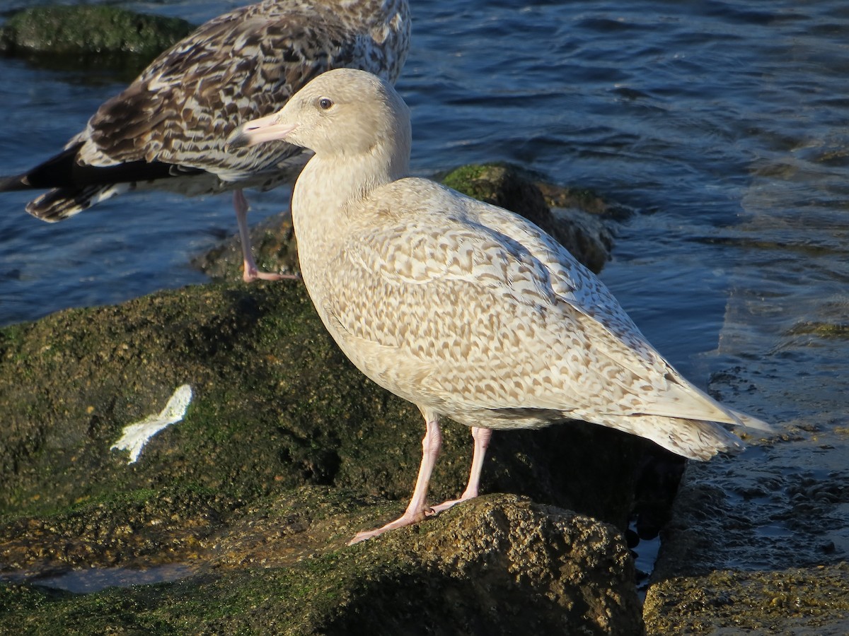 Glaucous Gull - ML547315391