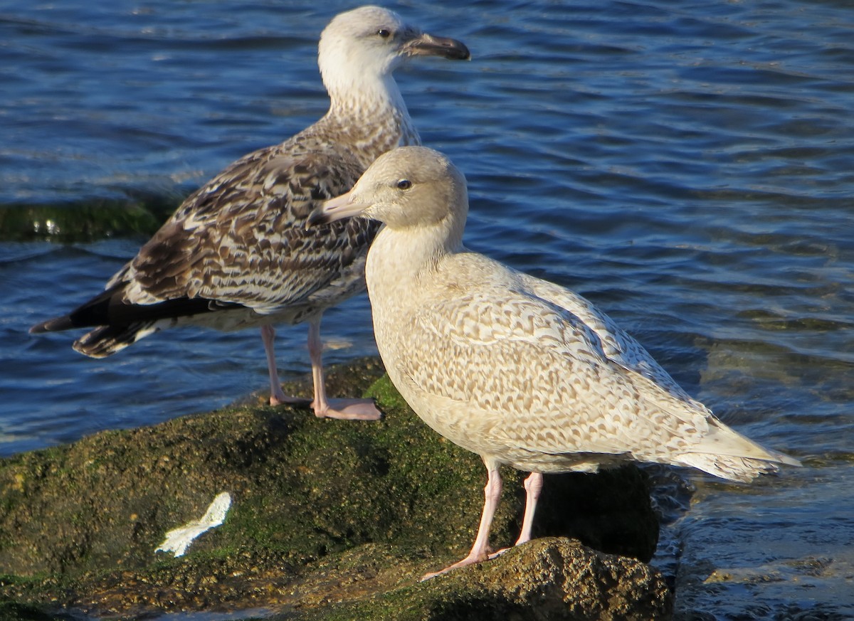 Glaucous Gull - ML547315411