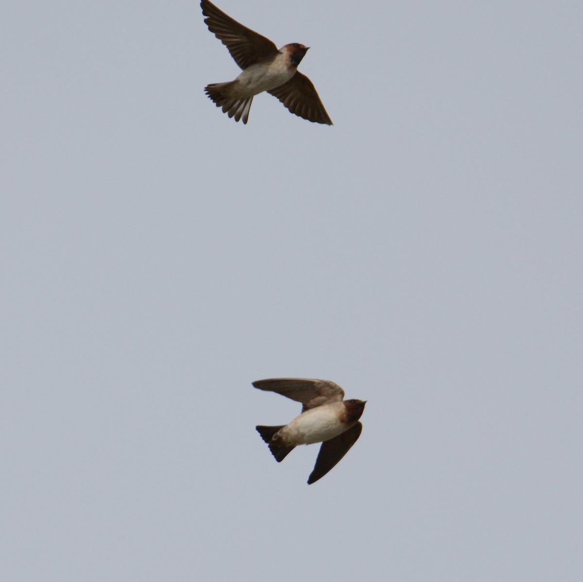 Cliff Swallow - ML54731601