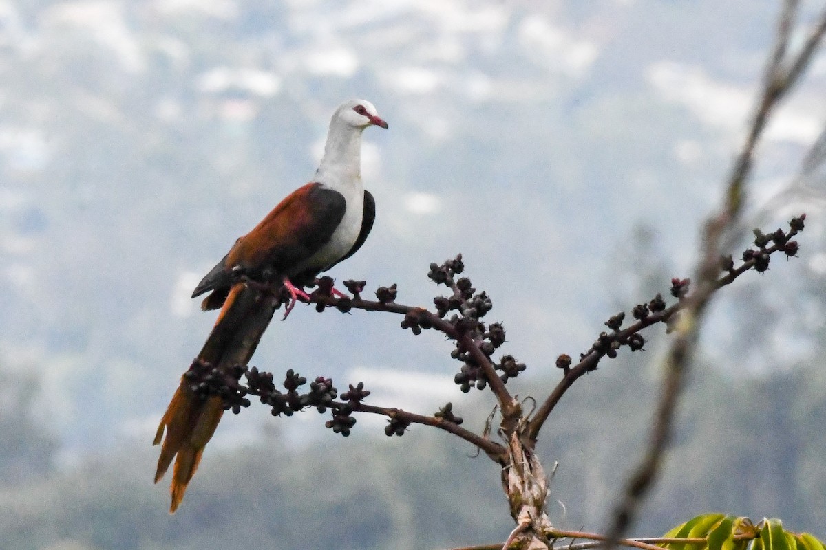 Great Cuckoo-Dove - Alison Bentley