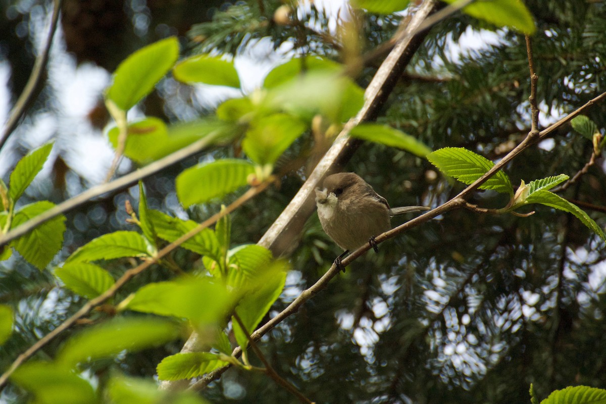 Bushtit - ML54731711