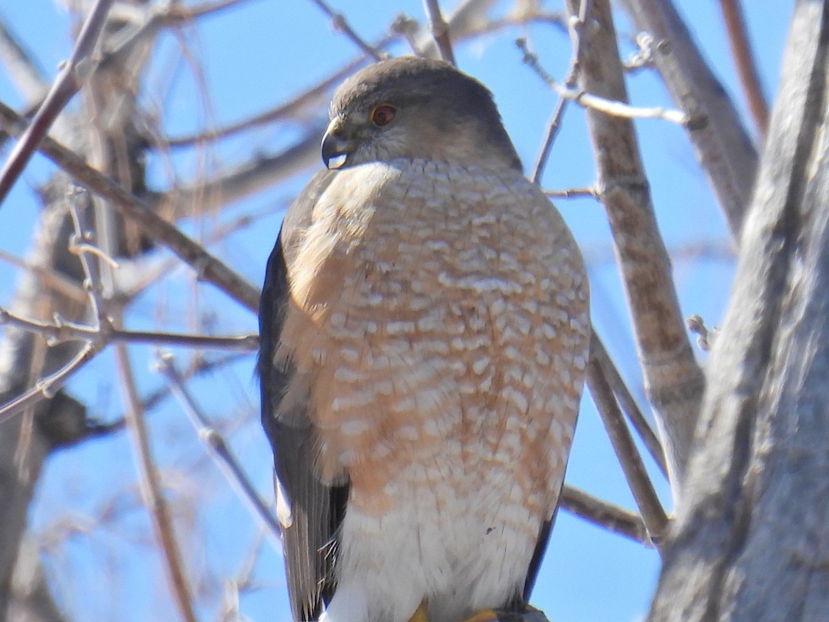 Sharp-shinned Hawk - ML547317121