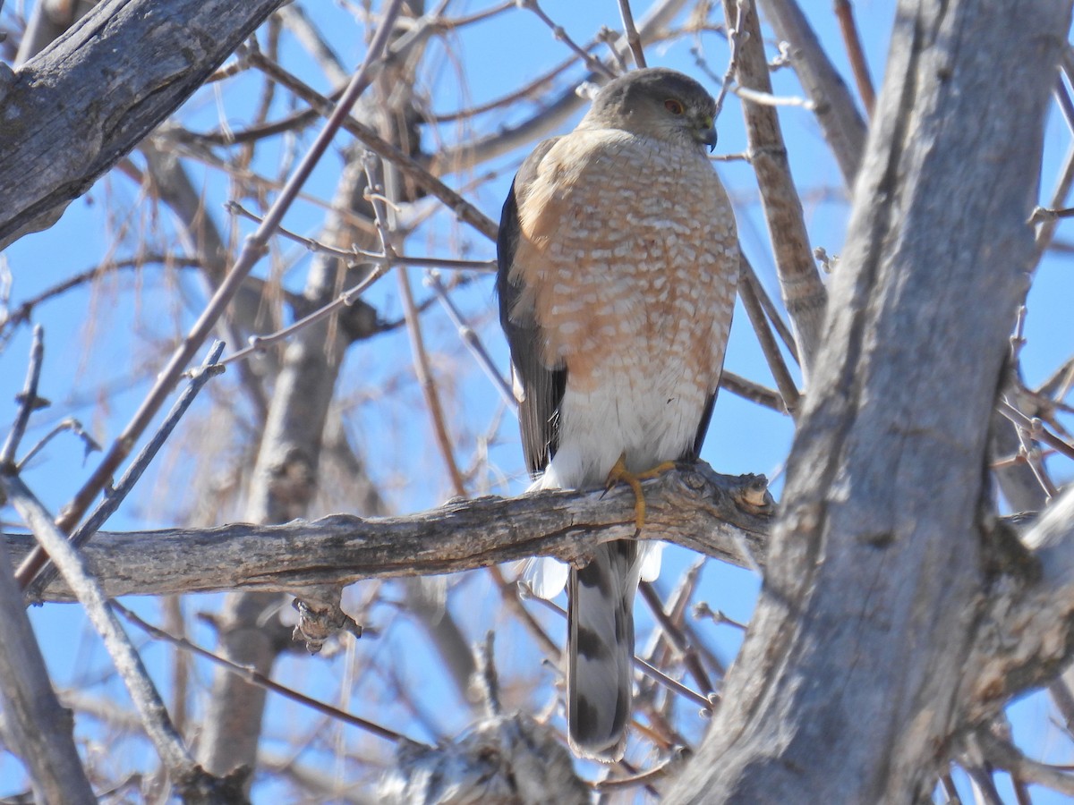 Sharp-shinned Hawk - ML547317171