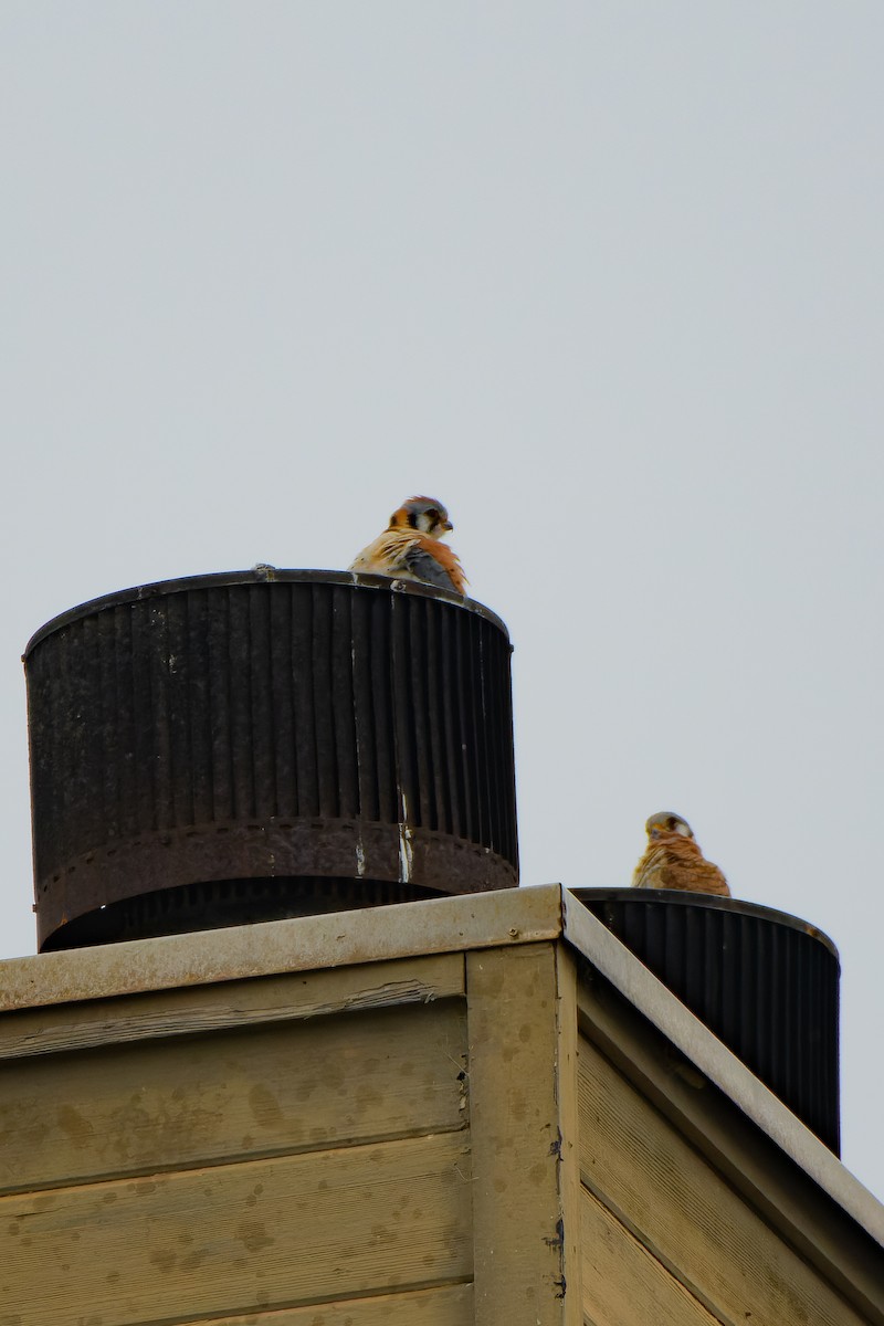 American Kestrel - ML547317351
