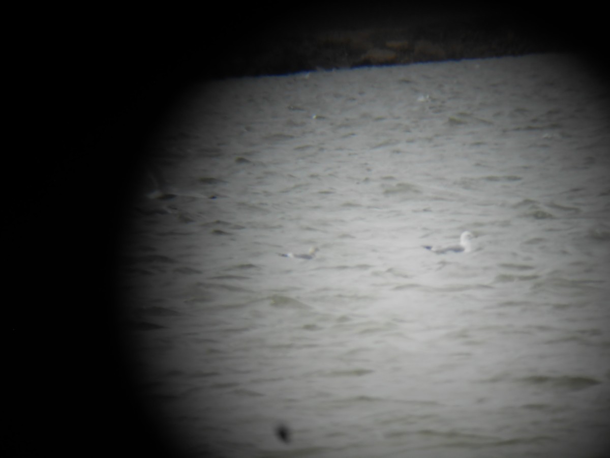 Short-billed Gull - Blaine Carnes