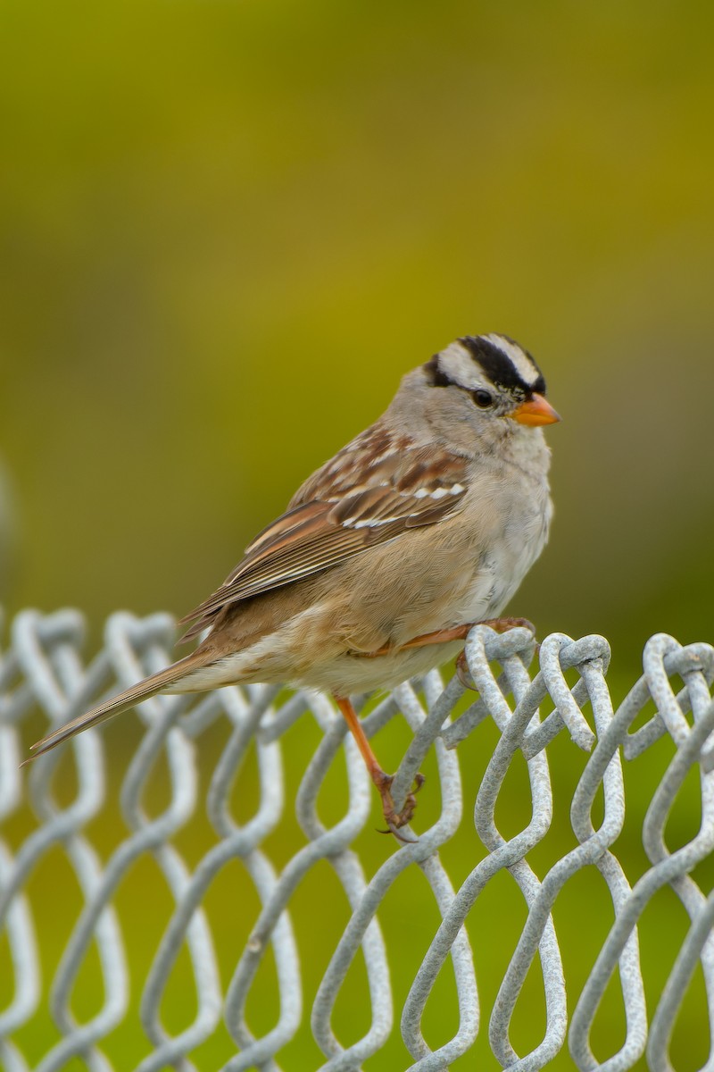 White-crowned Sparrow - ML547317591