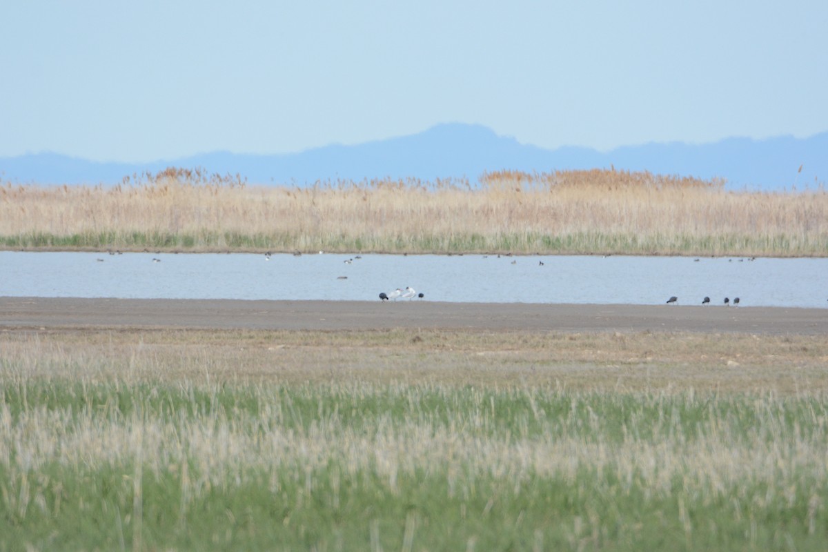 Caspian Tern - ML54731761