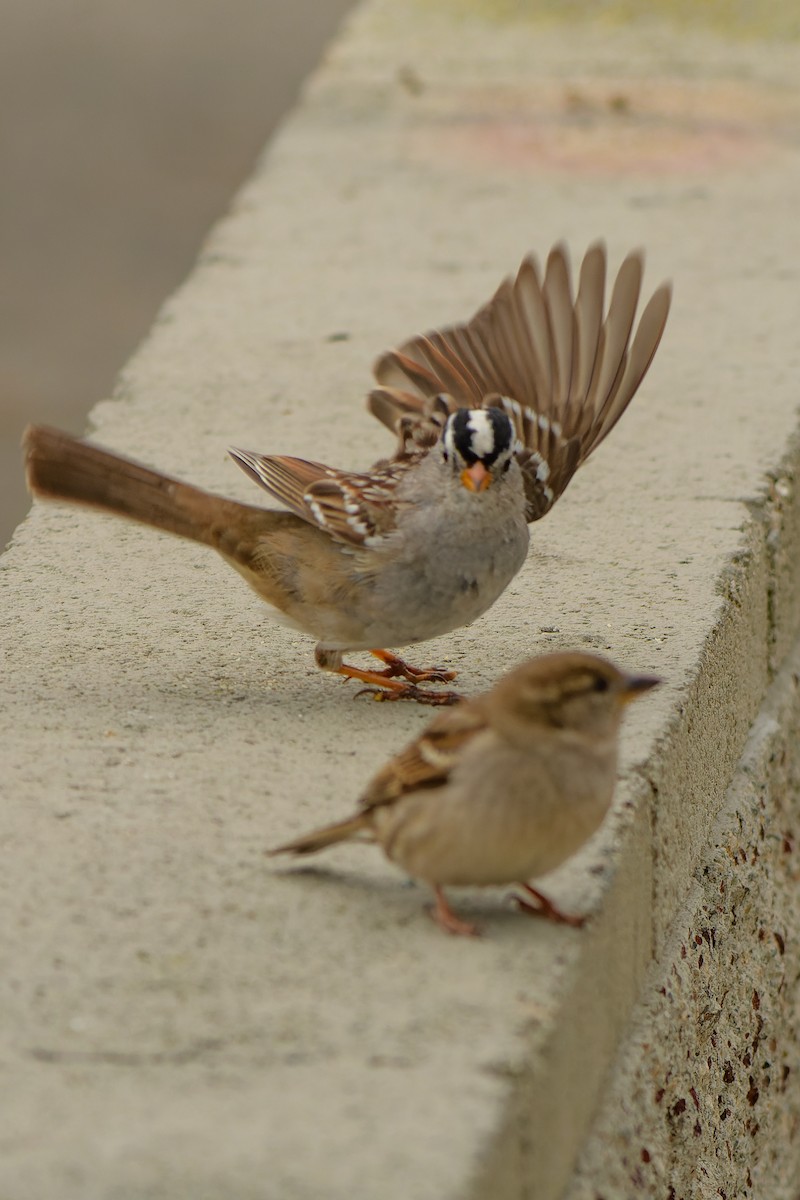 White-crowned Sparrow - ML547317611