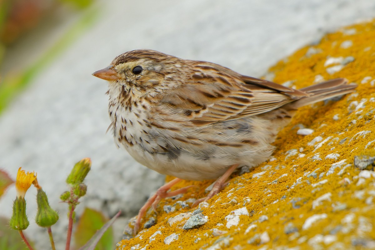 Savannah Sparrow - ML547317681