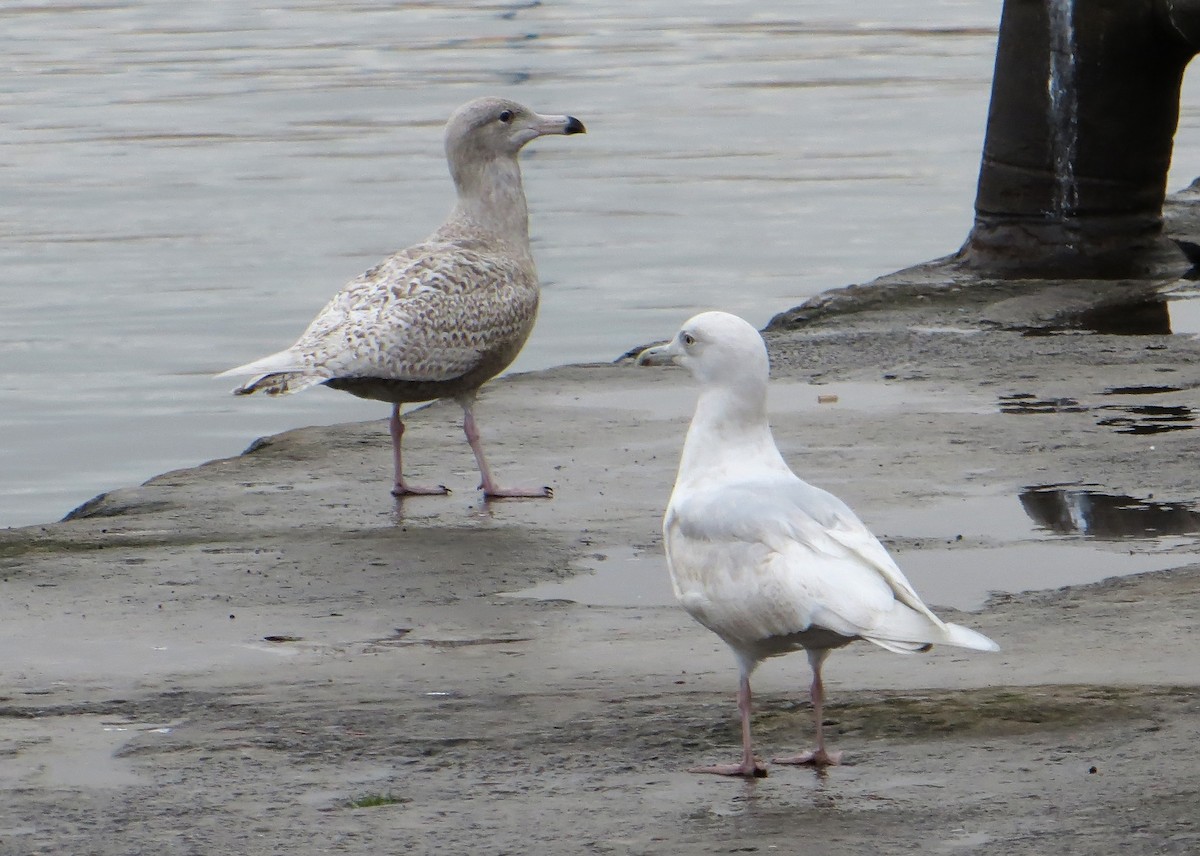 Glaucous Gull - ML547317721