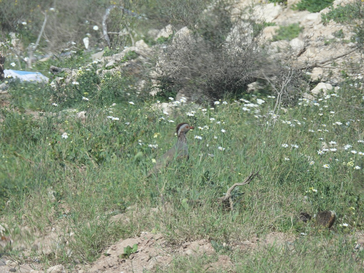 Barbary Partridge - ML547317961