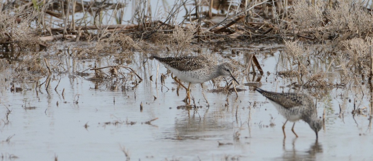 Lesser Yellowlegs - ML54731861