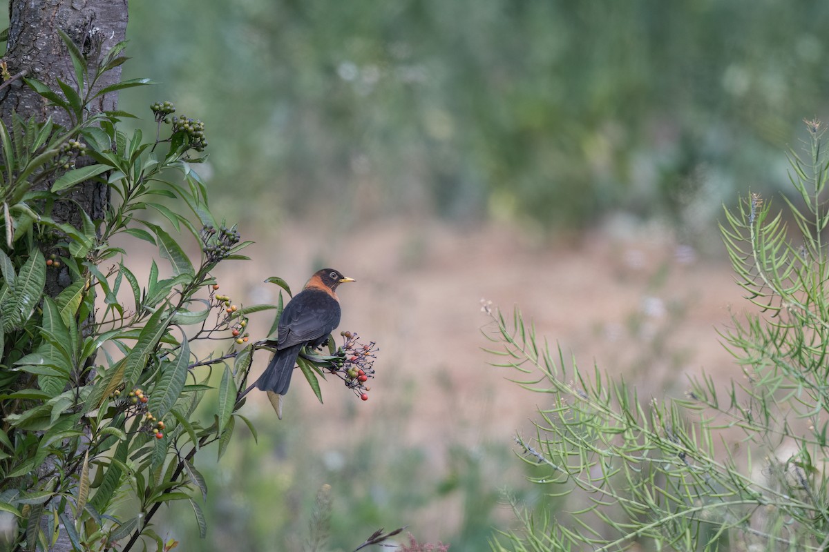 Rufous-collared Robin - ML547319261