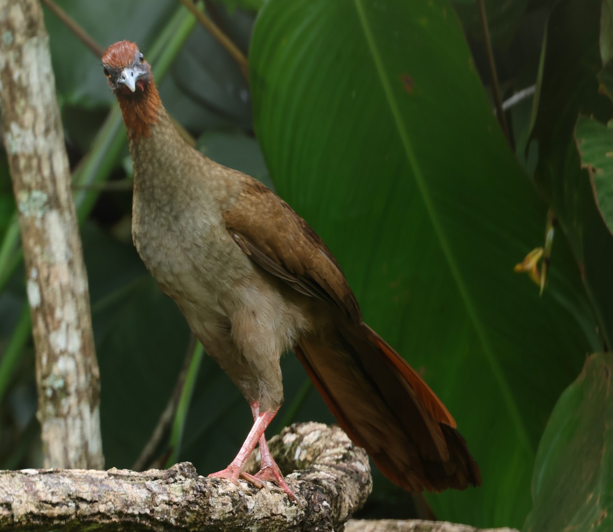 Variable Chachalaca - ML547319791