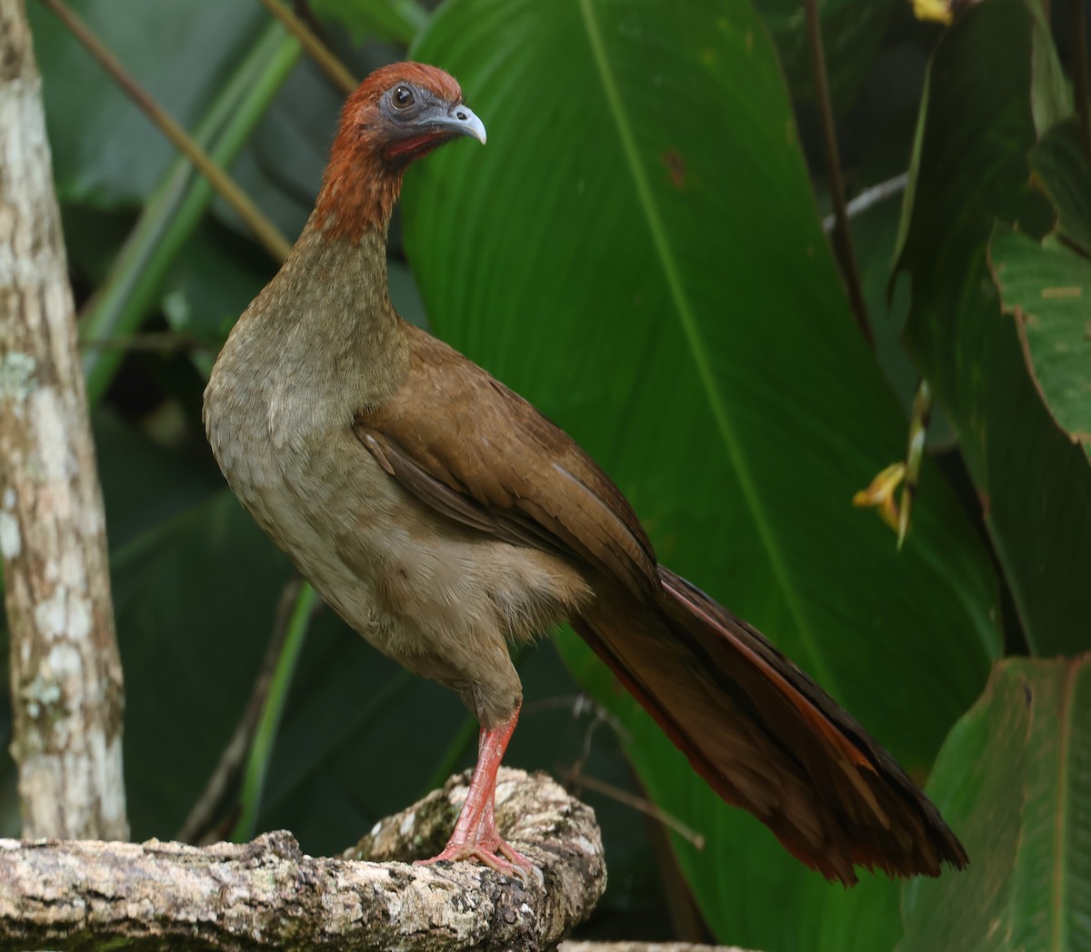 Variable Chachalaca - ML547319801