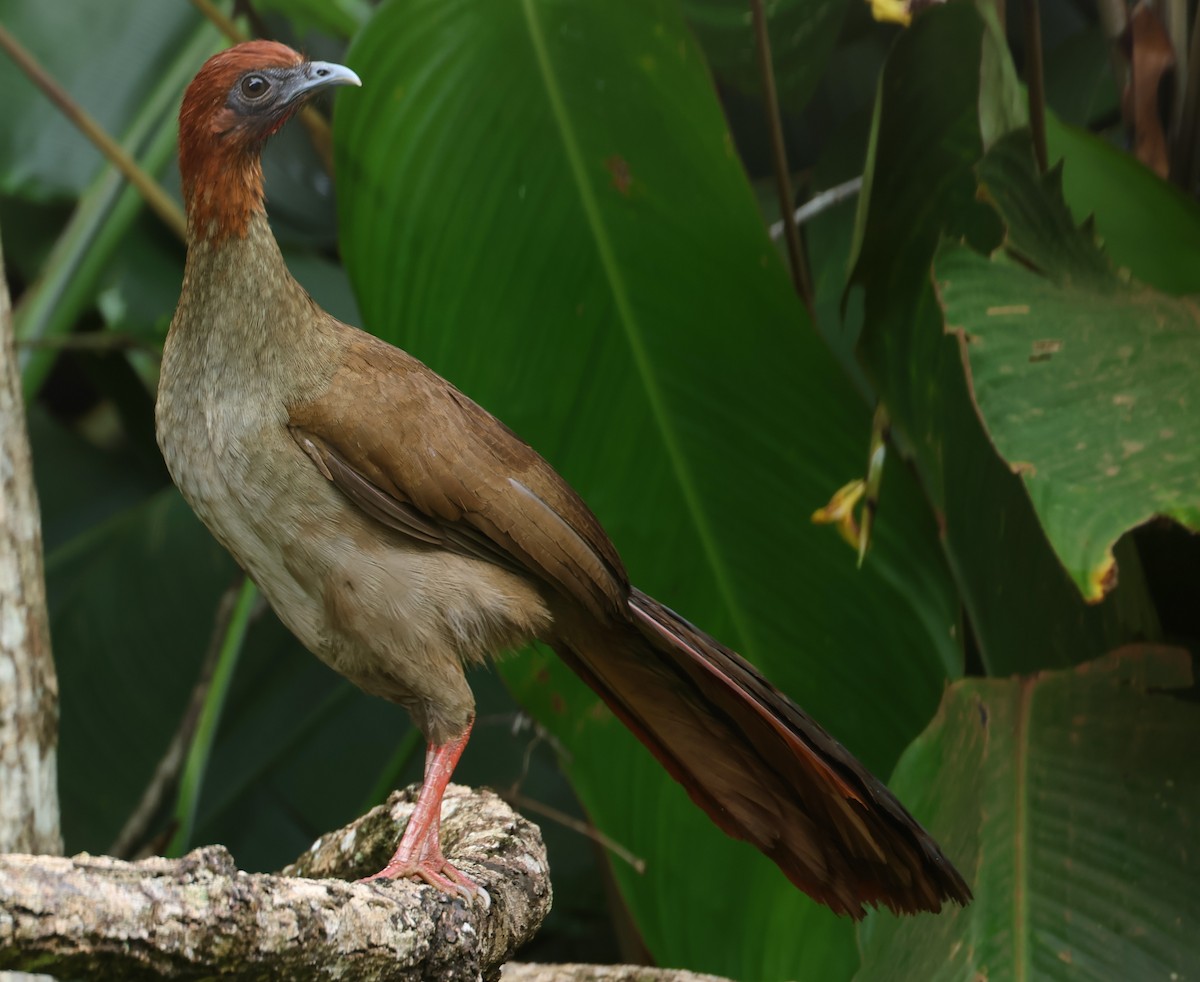 Variable Chachalaca - ML547319811